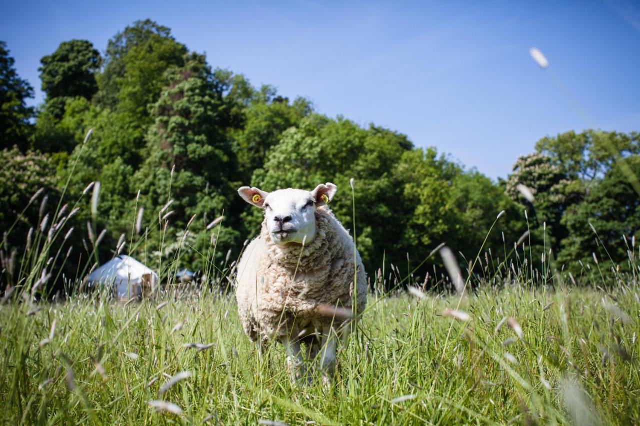 Rock Farm Slane - Glamping Hotell Rom bilde